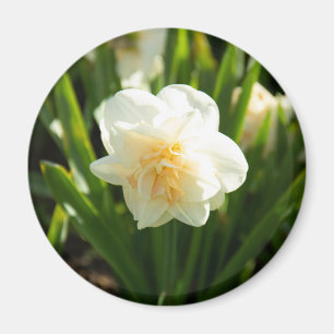 Imã Daffodilos brancos grandes em um primavera dia