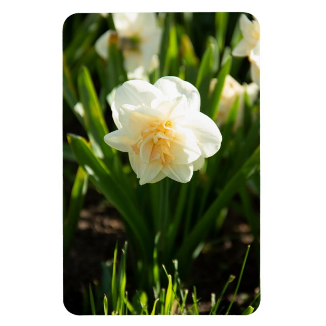 Ímã Daffodilos brancos grandes em um primavera dia (Vertical)