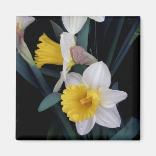Imã Daffodils