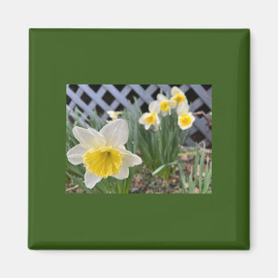 Imã Daffodils Amarelos