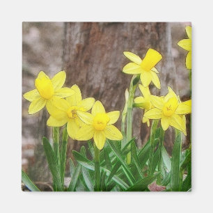 Imã Daffodils amarelos brilhantes