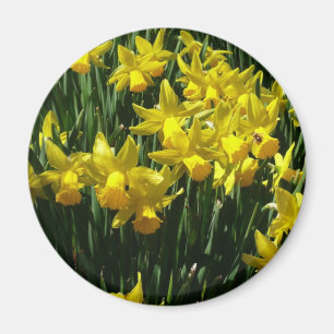 Imã Daffodils Amarelos I Flores De Mola Cheery
