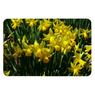 Ímã Daffodils Amarelos I Flores De Mola Cheery