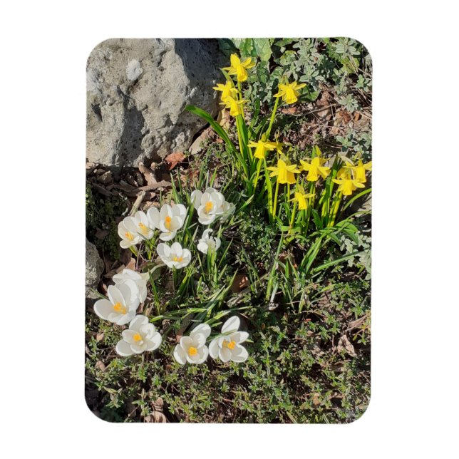 Ímã Daffodils & Crocus (Vertical)