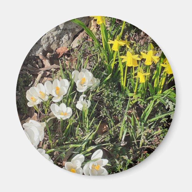 Imã Daffodils & Crocus Magnet (Frente)