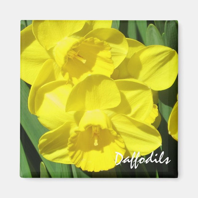 Imã Daffodils Magnet (Frente)
