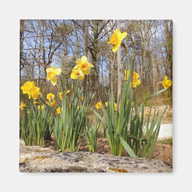 Imã Daffodils no Magnet Páscoa (Frente)
