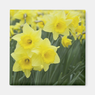 Imã Daffodils RF)