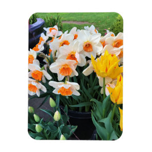 Ímã Daffodils & Tulips, Oregon