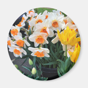 Imã Daffodils & Tulips, Oregon