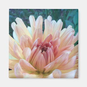 Imã Dahlia: B. Amarelo e Salmão