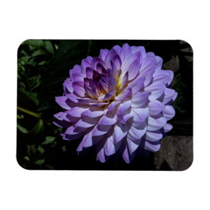 Ímã Dahlia Bea Paradise #1 Magnet
