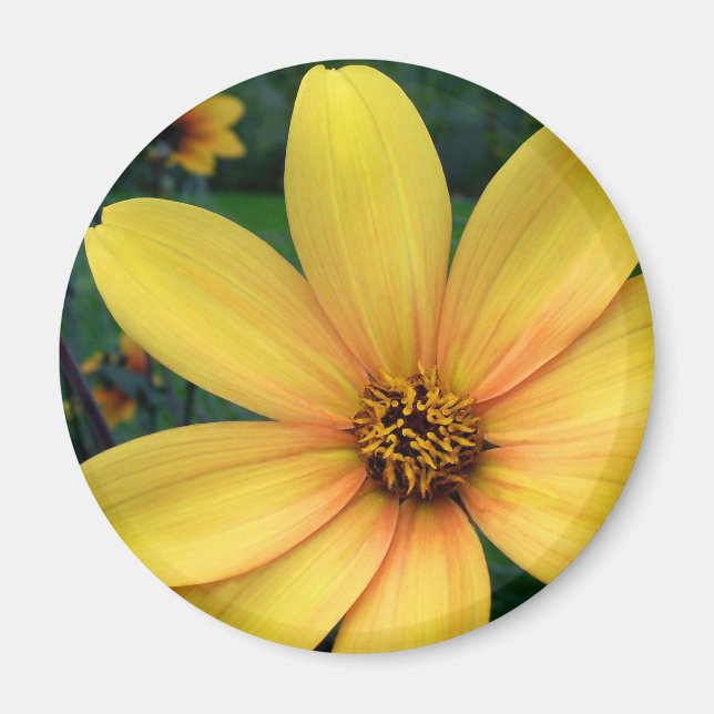 Imã Dahlia Bishop de York (Frente)