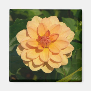 Imã Dahlia 'David Howard'