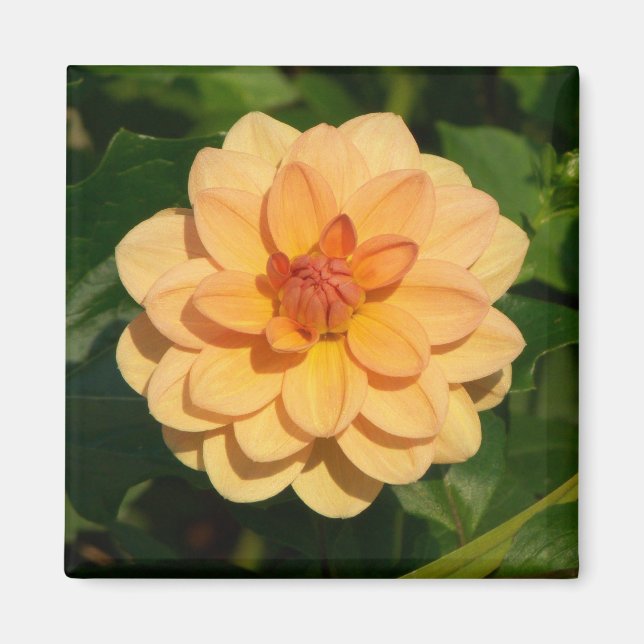 Imã Dahlia 'David Howard' (Frente)