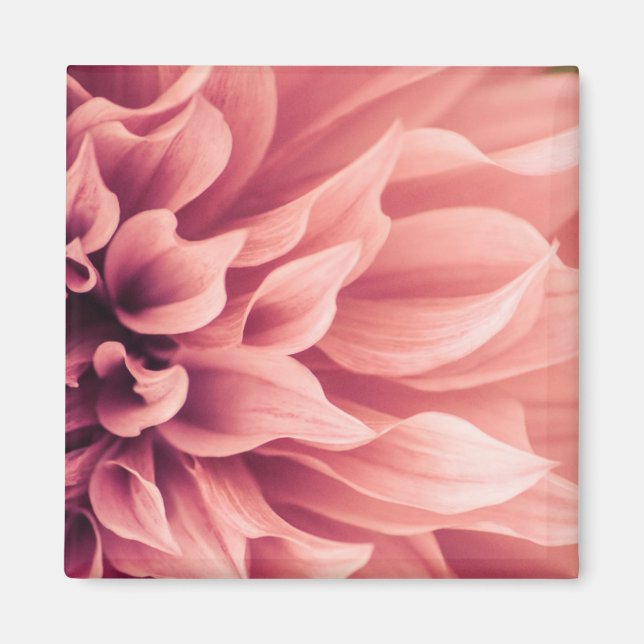 Imã Dahlia Flower Blossom (Frente)