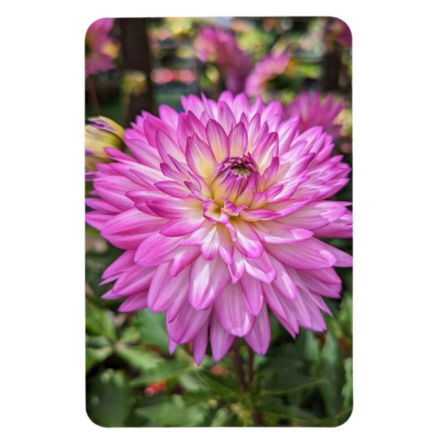 Ímã Dahlia Flower Photo Magnet (Vertical)