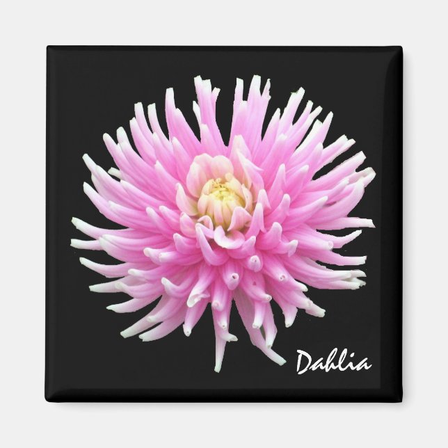Imã Dahlia Magnet (Frente)