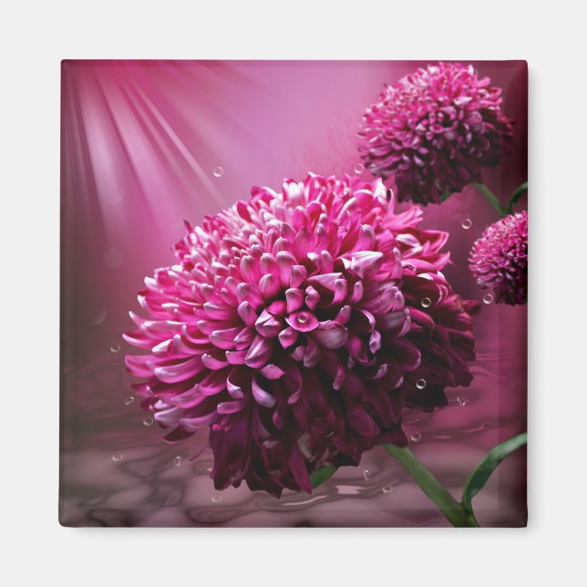 Imã Dahlia Rosa Flores Água Cai luz Sol (Frente)