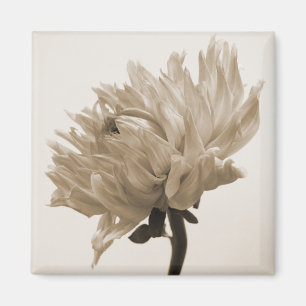 Imã dahlia sepia impressão