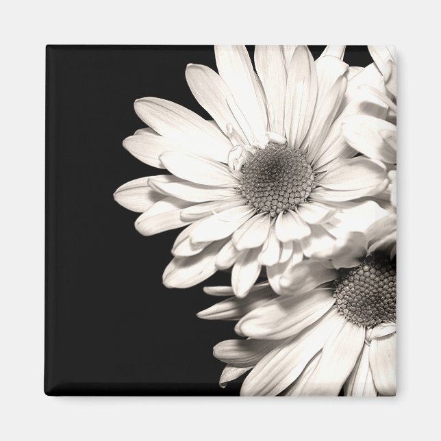Imã Daisies Magnet (Frente)