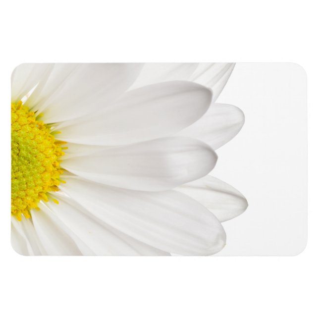 Ímã Daisies Personalizadas de Fundo de Daisy Flower Br (Horizontal)