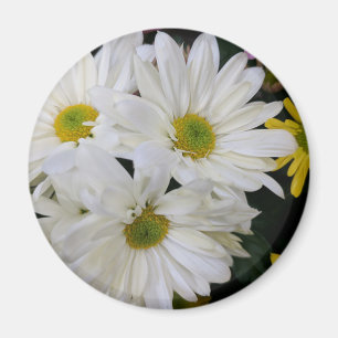 Imã Daisy