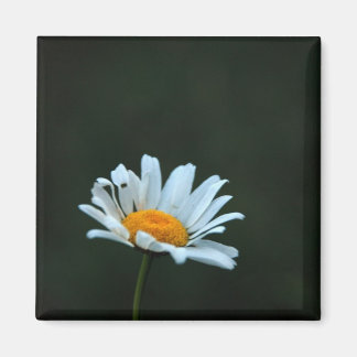 Imã Daisy