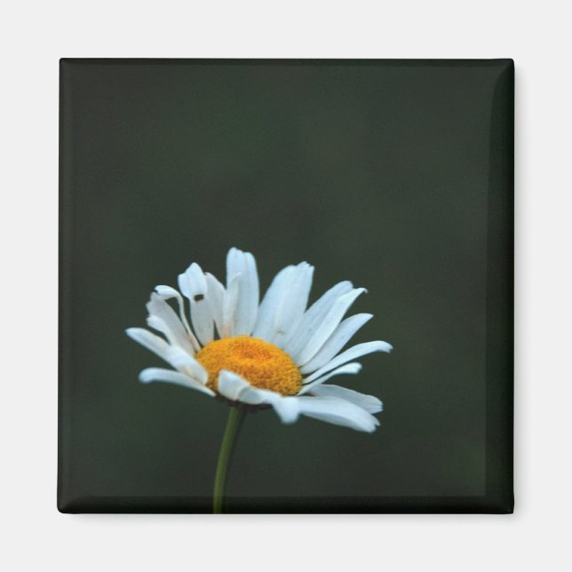 Imã Daisy (Frente)