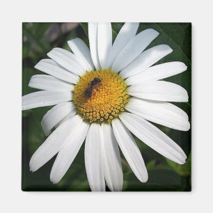 Imã Daisy