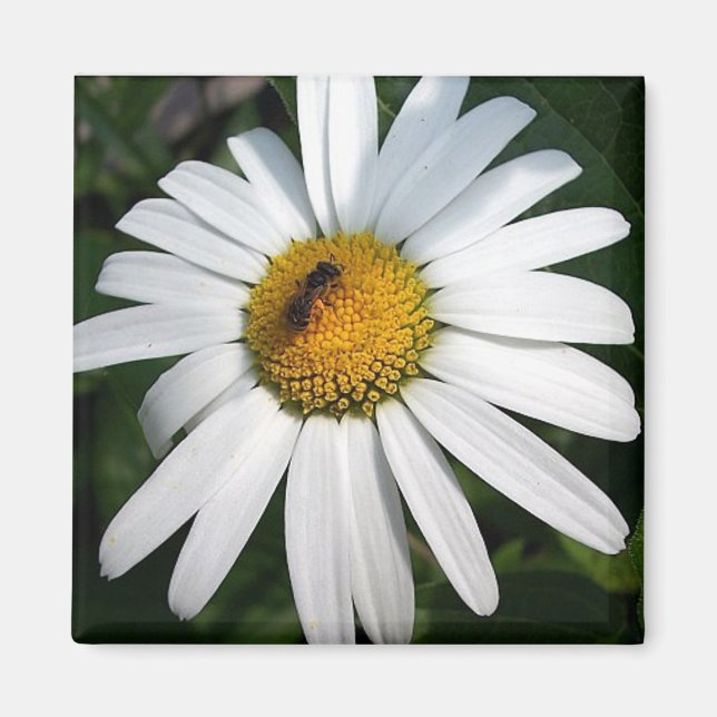 Imã Daisy (Frente)