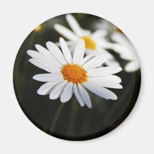 Imã Daisy