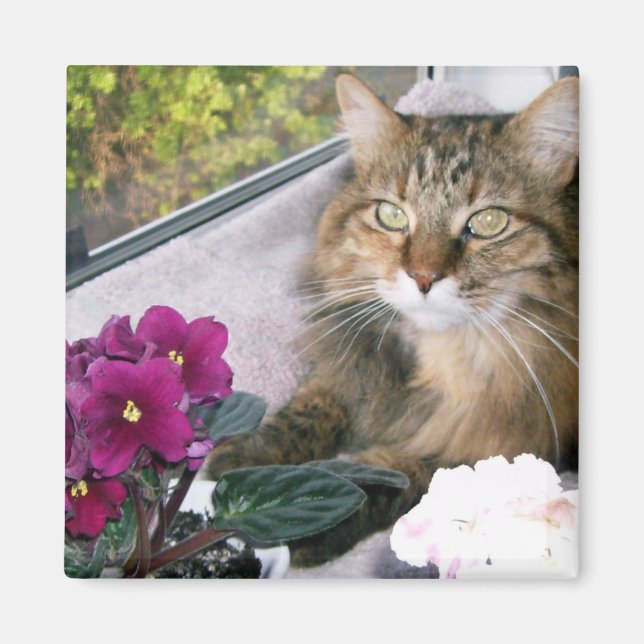 Imã Daisy 4 (Frente)