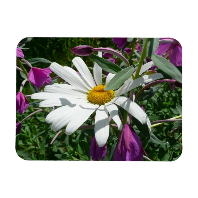 Ímã Daisy and Fireweed Wildflower (Horizontal)