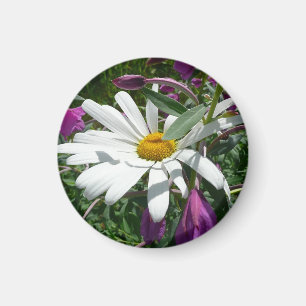 Imã Daisy e Fireweed