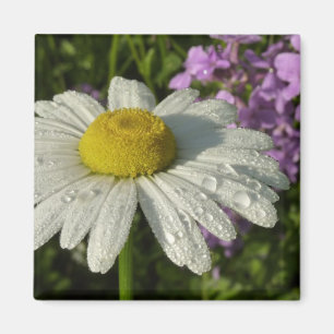 Imã Daisy e Summer Lilac