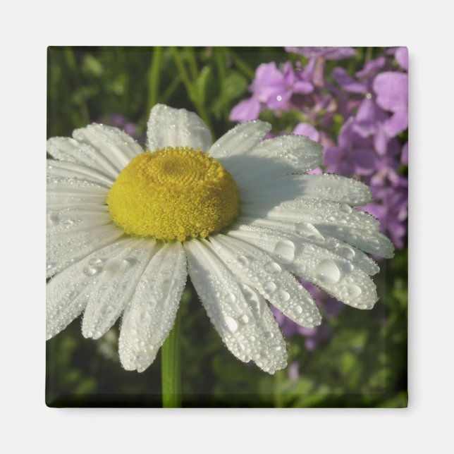 Imã Daisy e Summer Lilac Wildflower (Frente)