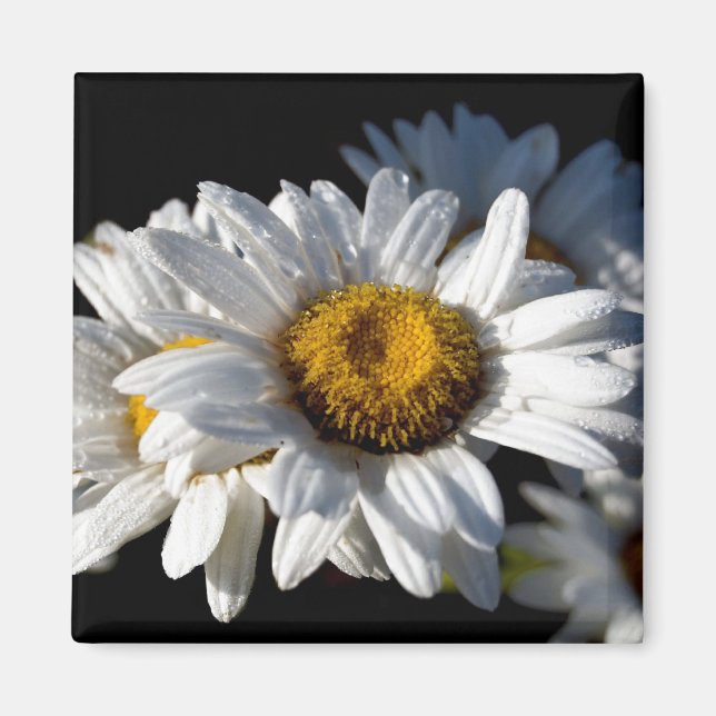 Imã Daisy em cascata (Frente)