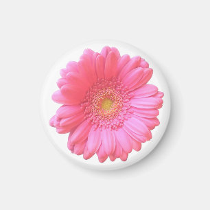 Imã Daisy gerbera rosa