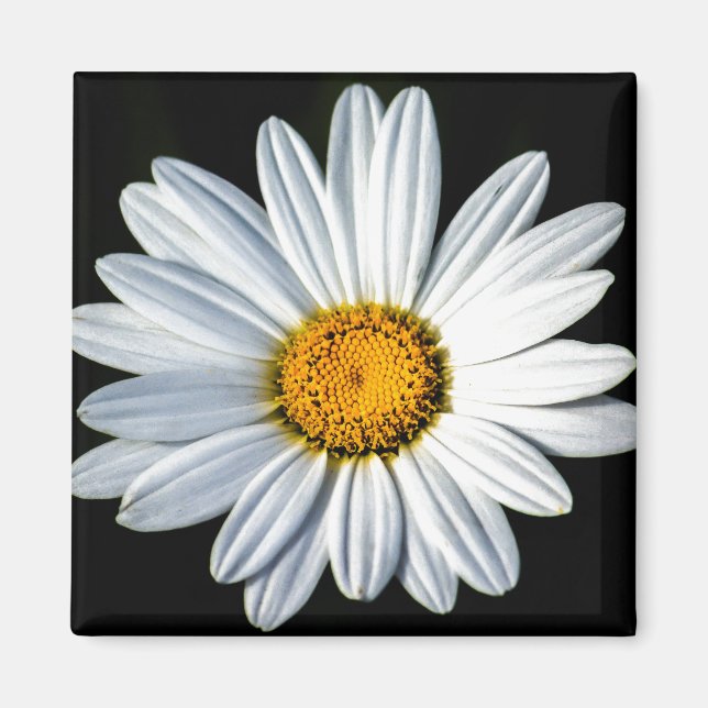 Imã Daisy Mae Magnet (Frente)