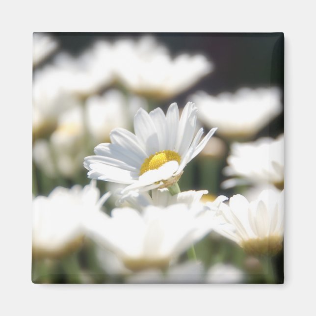Imã Daisy Magnet (Frente)