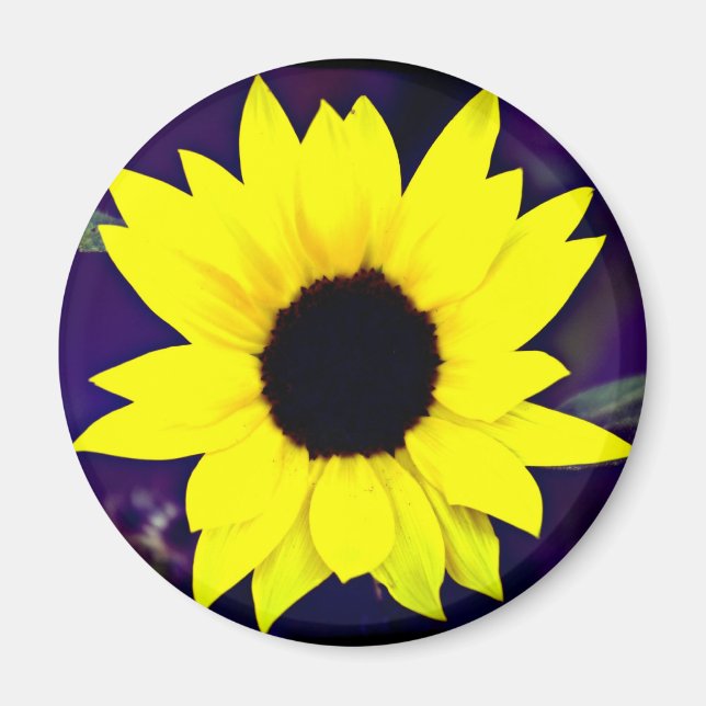 Imã Daisy Magnet (Frente)