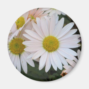 Imã Daisy Magnet