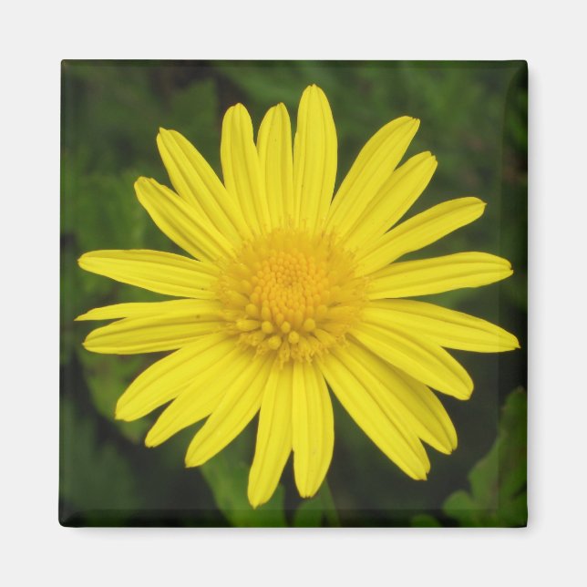 Imã Daisy Magnet (Frente)