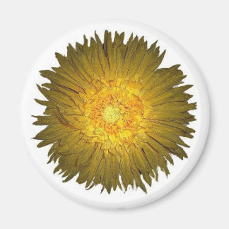 Imã Daisy Magnet
