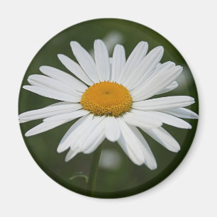 Imã Daisy Magnet