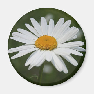 Imã Daisy Magnet