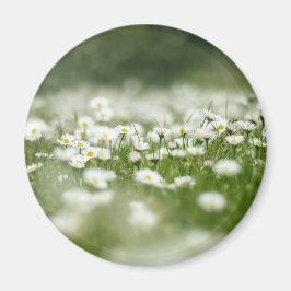 Imã Daisy Meadow