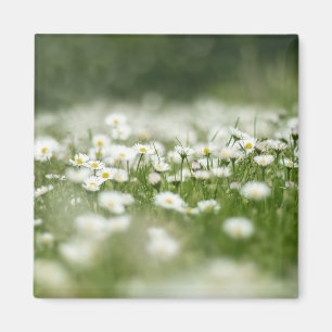 Imã Daisy Meadow