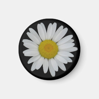 Imã Daisy On Black Magnet